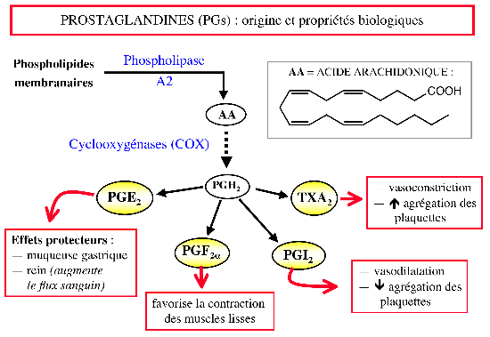 Figure 1 : Biosynthèse et propriétés biologiques de quelques PGs