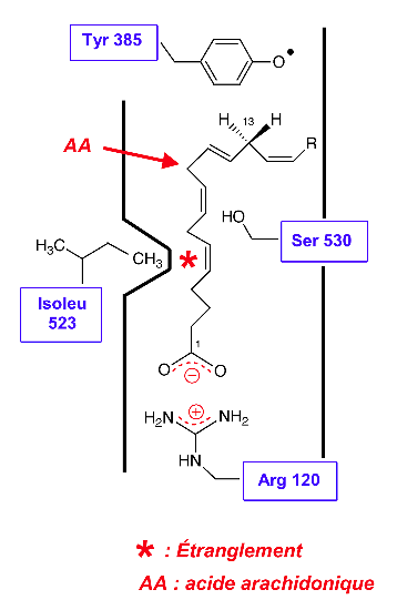 Figure 2 : Site actif de la COX-1