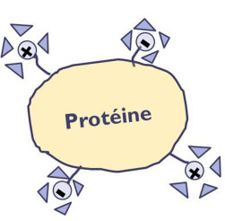 eau_prot