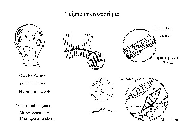 PARASITOLOGIE - Mycologie médicale