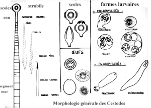 les cestodes paraziták de l homme pinworms a csecsemőben