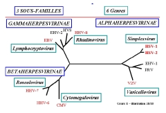 Classification des Herpesviridae