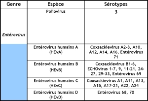 ECHOvirus : Entérique, Cytopathique, Humain, Orphelin