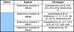 ECHOvirus : Entérique, Cytopathique, Humain, Orphelin
