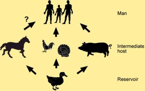 Cycle de la grippe entre les animaux et l'Homme