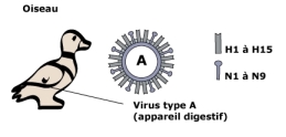 Virus de la grippe et oiseaux