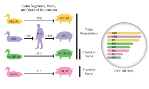 Recombinaisons à l'origine du virus A/H1N1 variant 2009