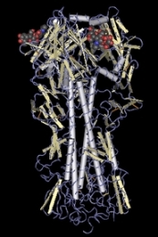 Structure trimérique de l'hémagglutinine