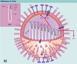 Schéma de la particule du virus de la grippe