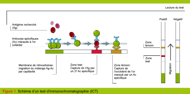 Principe de l'immunochromatographie