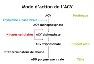 Mode d'action de l'aciclovir