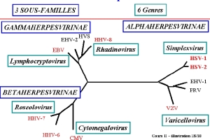 Arbre phylogénétique des Herpesviridae