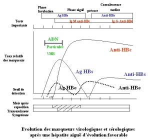 Évolution des marqueurs virologiques et sérologiques après une hépatite B aiguë résolutive