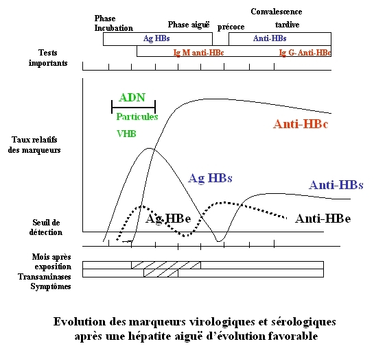 Évolution des marqueurs virologiques et sérologiques après une hépatite B aiguë résolutive