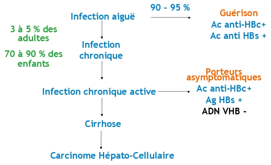 Histoire naturelle de l'infection par le VHB