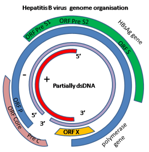 Représentation du génome du VHB