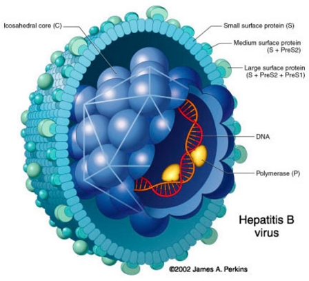 Hépatites Virales à VHB - Généralités Sur Le Virus De L'hépatite B