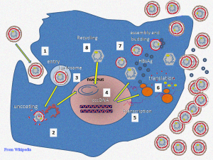 Cycle de réplication du VHB dans les hépatocytes.