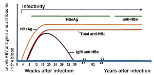 Evolution des marqueurs sérologiques et virologiques au cours d'une infection chronique à VHB