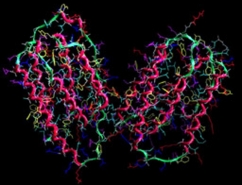 Structure de la molécule d'interféron