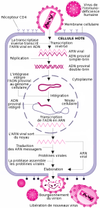 Cycle de réplication du VIH.