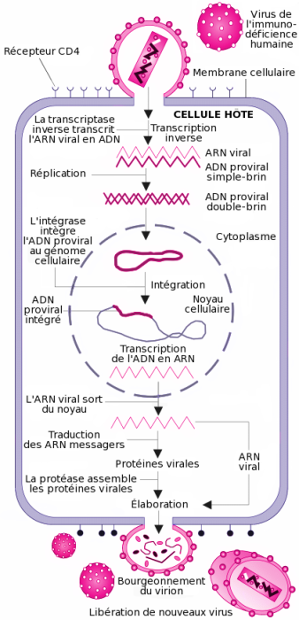 Cycle de réplication du VIH.