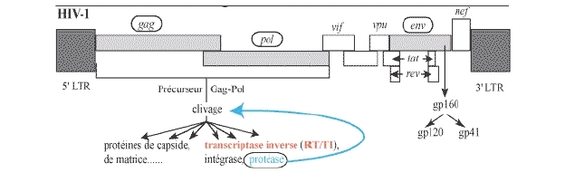 Structure du génome du VIH.