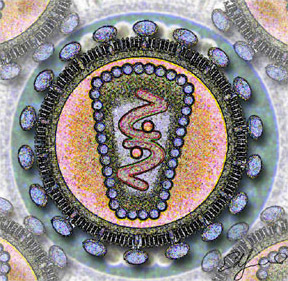 Structure schématique du VIH