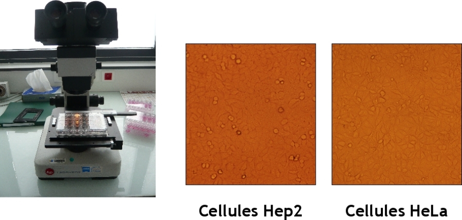 Exemples de cellules en cultures utilisées en virologie.