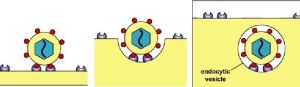 Orthomyxoviridae (grippe A et B)