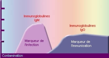 Immunoglobulines et immunité
