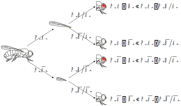 Figure 19 : Représentation schématique des probabilités relatives à deux événements
