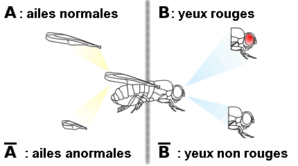 Figure 18 : Exemples d'événements sur les caractéristiques morphologiques des drosophiles