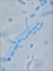 Geotrichum