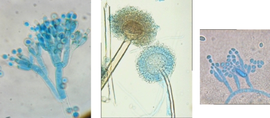 Penicillium, Aspergillus et Paecilomyces