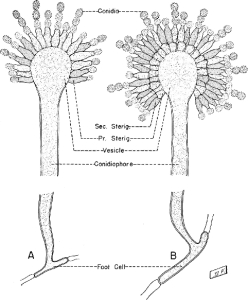 Cellule du pied Vésicule (Métules) Phialides