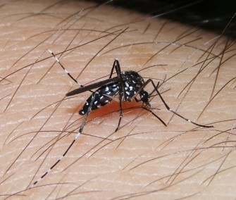 Le moustique Aedes albopictus