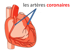 schéma d'un cœur et localisation des artères coronaires