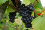 Vitis vinifera