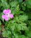 Fleur de Geranium robertianum