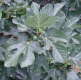 Ficus carica (figuier)