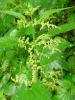 Fleurs et feuilles d'ortie (Urtica dioica)