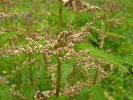 Fleurs de Urtica dioica