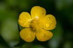 Ranunculus acris