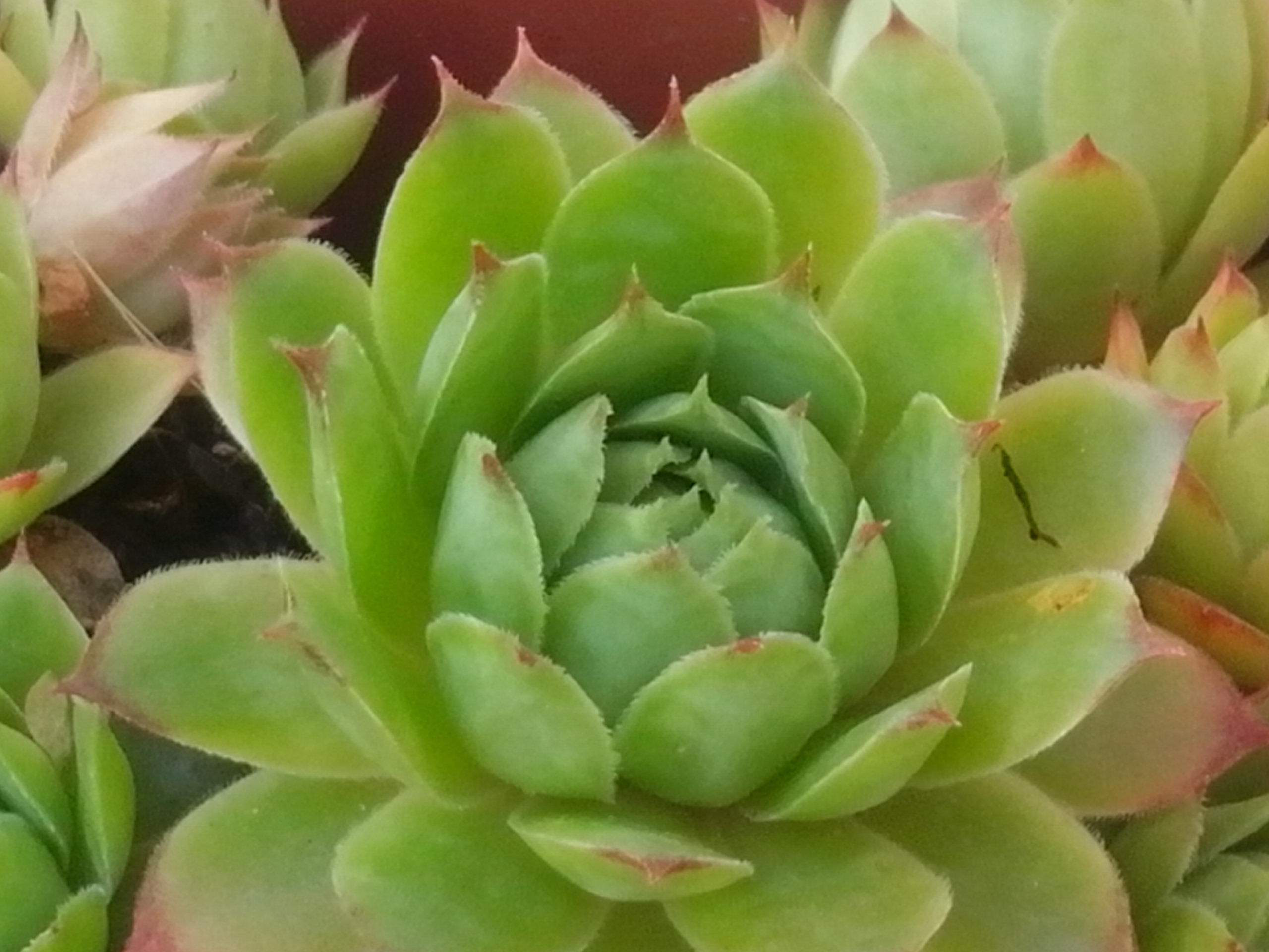 Sempervivum