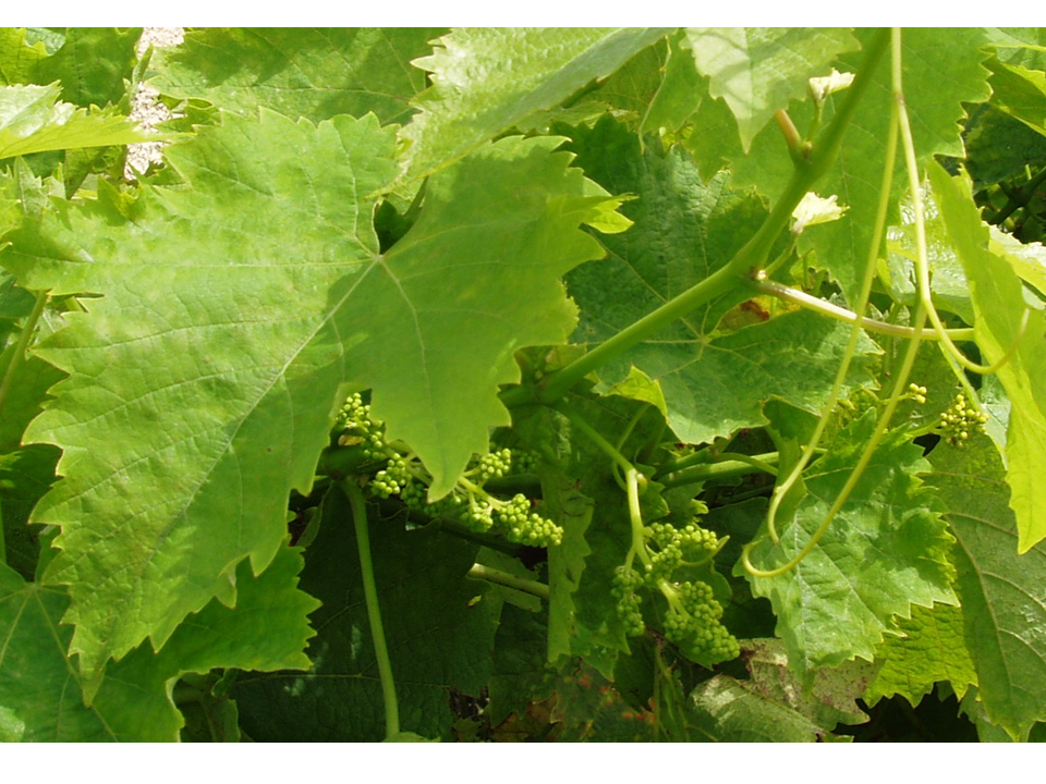 Feuilles et fruits de Vitis vinifera