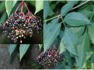 Fruits et feuilles de sureau noir (Sambucus nigra)