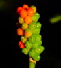 Arum maculatum-fruits