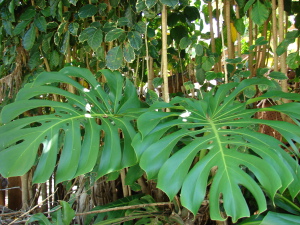 Monstera deliciosa