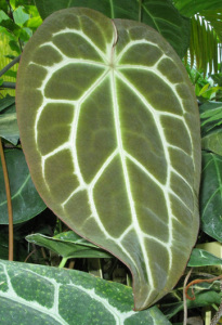 feuille d'Anthurium sp.